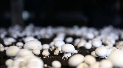 东安 农产品“带码上市”，为食用安全保驾护航